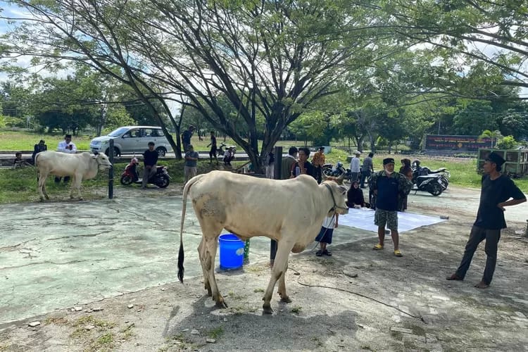 Berkah Idul Adha 1445 H FKM Untad Berkurban Dua Ekor Sapi
